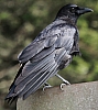 crow_corvus_brachyrhynchos (2).jpg